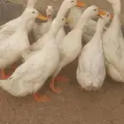 بط بكيني للبيع (((فرصه))) لليبي مشروع