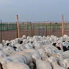 تيوس   عارضيات   حريات   مذبوحه وغير مذبوحه