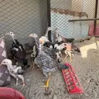 فروخ شامو   برازيلي   سندي ( مستوى توب )
