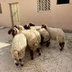 طليان نعيم للبيع
