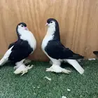جوز شيرازي