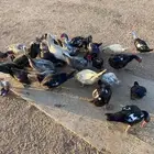 بط شرشري للبيع