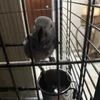ببغاء كاسكو افريقي