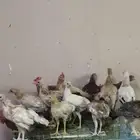 عاجل دجاج للبيع عمر 4شهر نص وعمر 5شهور