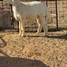 طلي حري خروف( تم البيع)