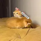 كتن انثى سكوتش قولد بيور