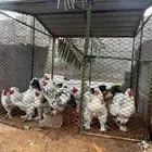 ديكة براهما كولمبي كونك منتجه