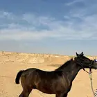 مهر شعبي كفو بإذن الله