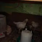 صيصان براهما كولمبي صحة ممتازة