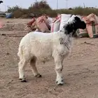 طلي حري للبيع