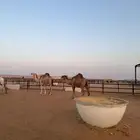 لقحة شعلا عل الشرط وهديه وحليبها ومضروبة من بعير طيب