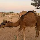 الإبل للبيع