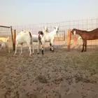 ماعز مشاريك فواخر