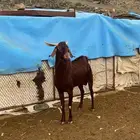 فحل ادهم مشروط للبيع