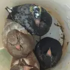 فروخ حمام فرنسي وسلفر