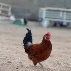3 ديك للبيع