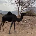 ناقه للبيع