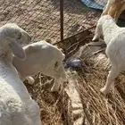 شاتين واطفالها