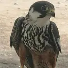 بكه
