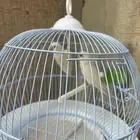 جوز روز ما بين عيوني حمراء