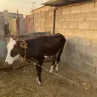 حسايل كفو مهجنه من الألماني والسويسري والبلدي