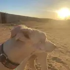 سلوقي للبيع