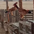 دجاج بكستاني