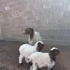نعيمية مع توم رخال شرط ديد السن سدس