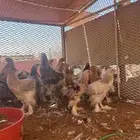 للبيع دجاج براهما
