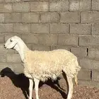 للبيع حريه صنف((تم البيع تم البيع))