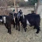 تيوس العمر 8 شهور