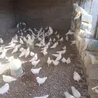 حمام فرنسي