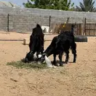جفار السمن وسط
