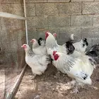 دجاج براهما