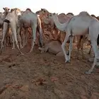 ابل