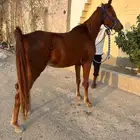 مهرة مصريه بيور