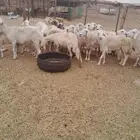 ضان دفيع ومضرع