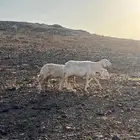 غنم حريه طيبه