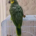 ببغاء امازوني