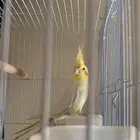 إناثي كروان منتجه