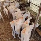 غنم مرابي اللحم الطري النظيف تبارك الله للبيع جمله او تفريد