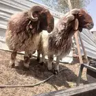 فحول نعيم