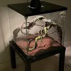 أحواض زواحف