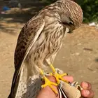 طير با شق مدراب