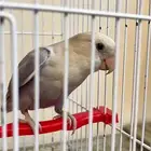 عصفور روز للبيع