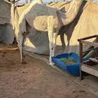 حواره كفو