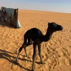 حوار ضيار للبيع