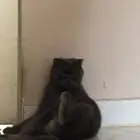 قطه للتزاوج