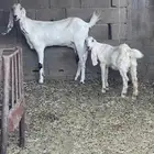 عنز هولنديه