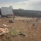 دجاج بلدي للبيع
